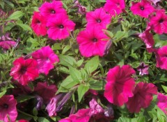 Fonds d'cran Nature des ptunias trs ensoleilles 