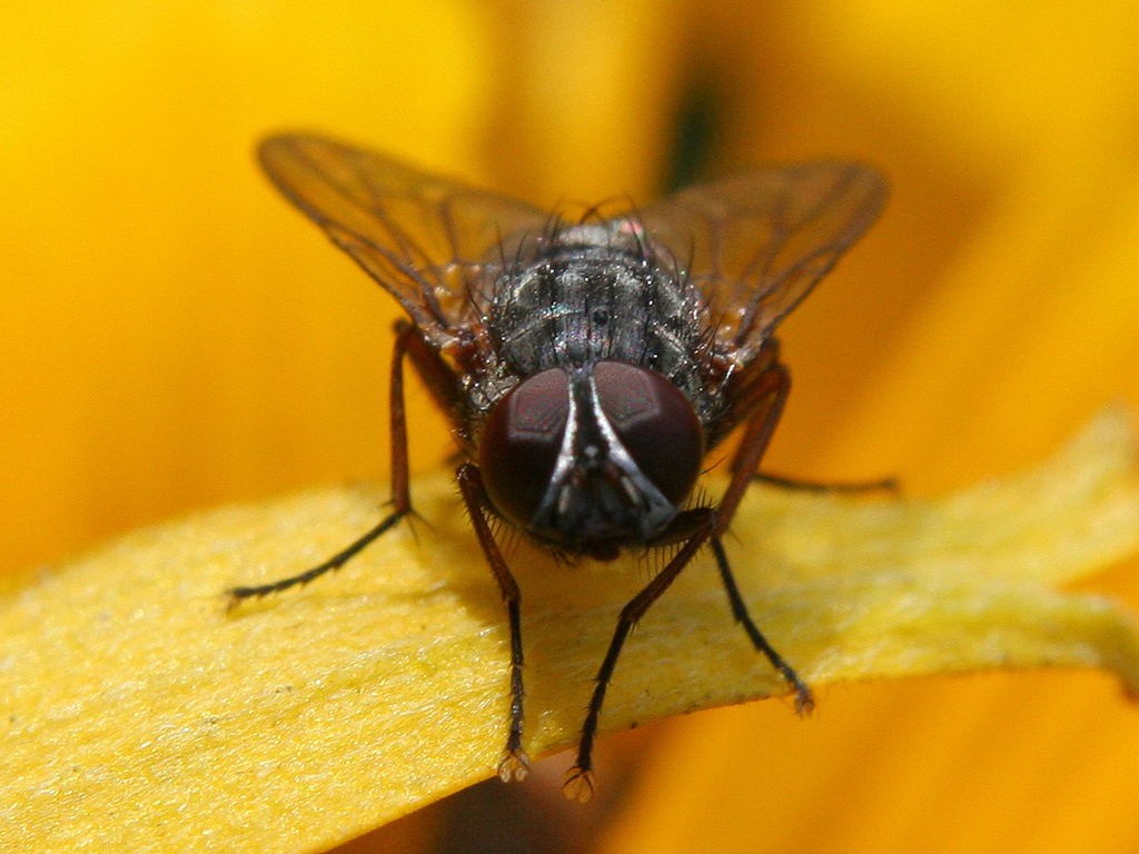 Fonds d'cran Animaux Insectes - Mouches Yeux dans les Yeux