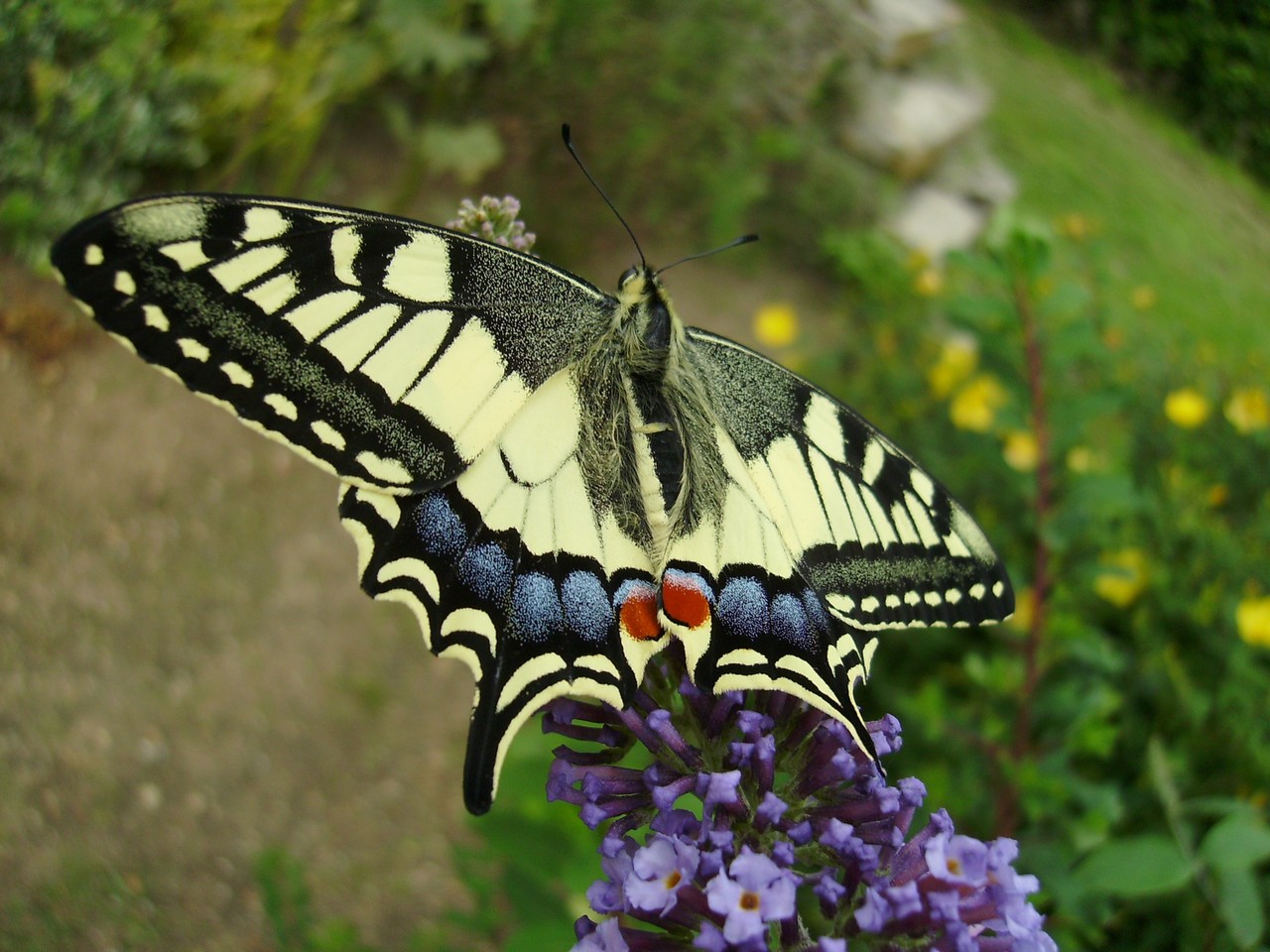 Wallpapers Animals Insects - Butterflies Machaon