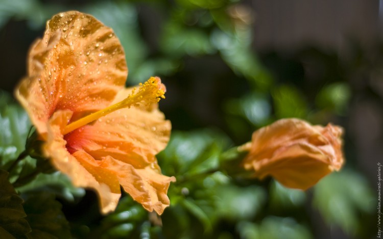 Fonds d'cran Nature Fleurs Fleur d'hibiscus