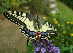 Fonds d'cran Animaux Machaon