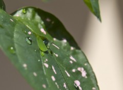 Wallpapers Nature Aprs la pluie...