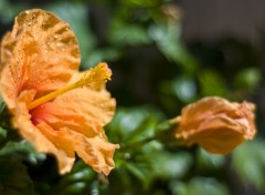 Wallpapers Nature Fleur d'hibiscus