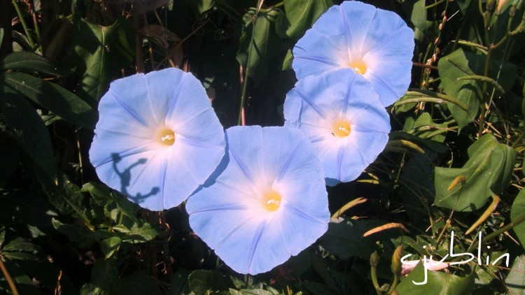 Fonds d'cran Nature Fleurs grand bleu dans le jardin