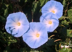 Fonds d'cran Nature grand bleu dans le jardin