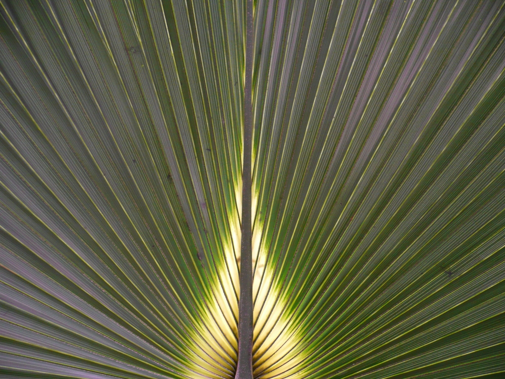 Fonds d'cran Nature Feuilles - Feuillages 