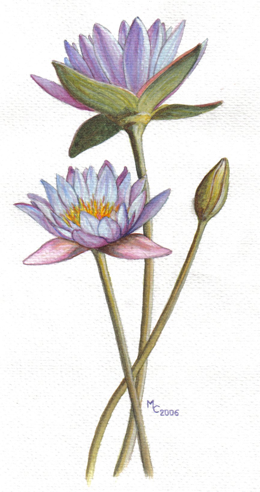 Fonds d'cran Art - Peinture Fleurs Lotus 