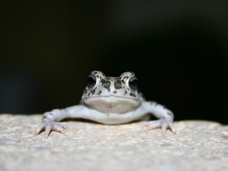 Wallpapers Animals Frogs - Toads Grenouille