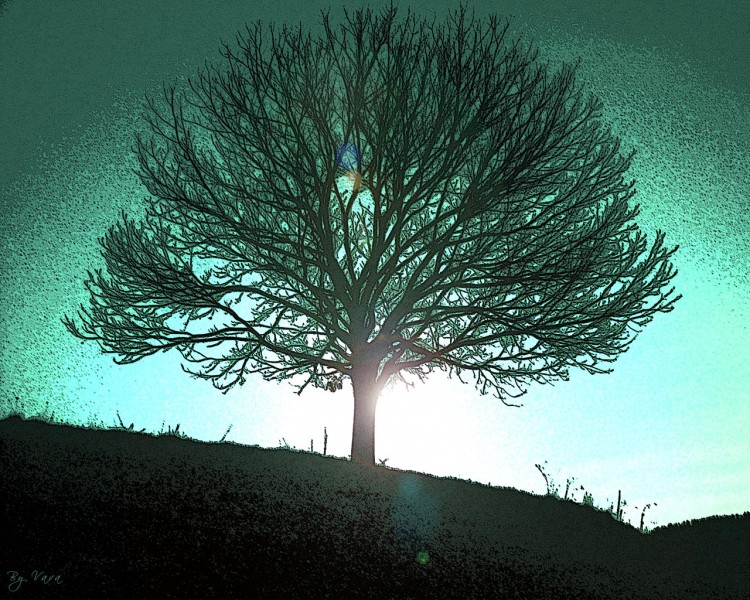 Wallpapers Digital Art Nature - Trees, plants L'Aurore