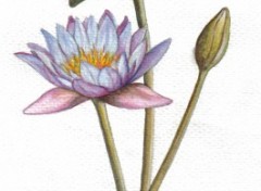 Fonds d'cran Art - Peinture Lotus 