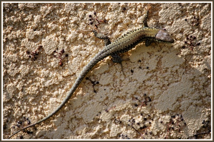 Fonds d'cran Animaux Lzards - Iguanes Petit lzard