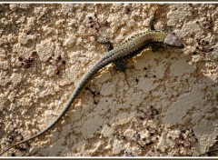 Fonds d'cran Animaux Petit lzard