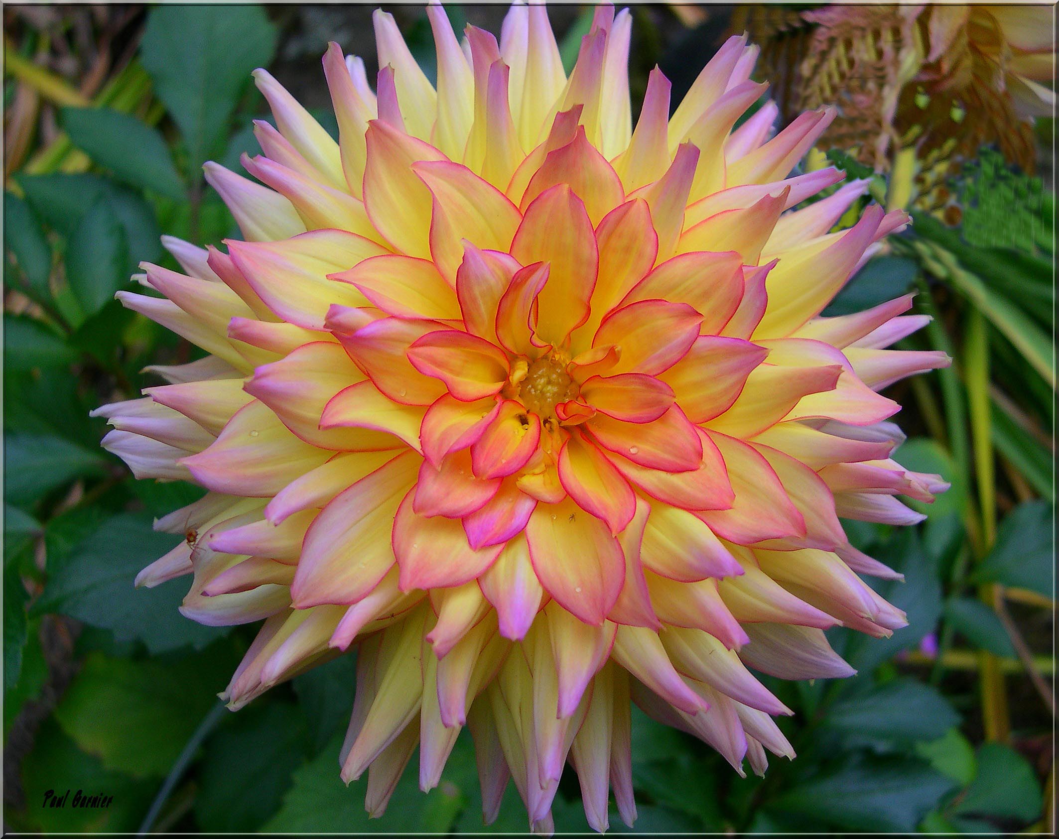 Fonds d'cran Nature Fleurs Fleur de dahlia