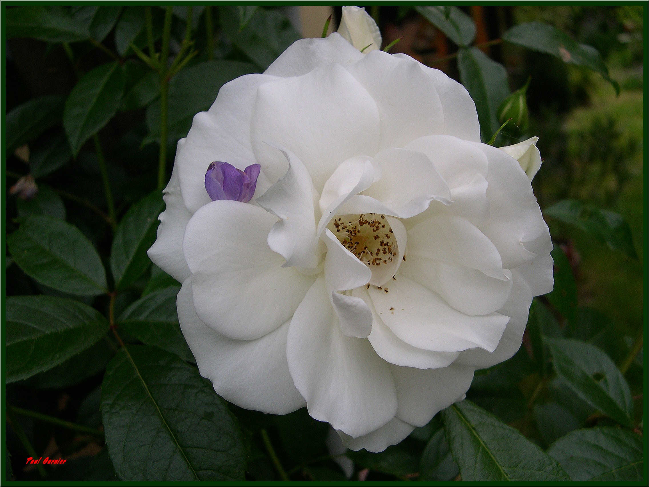 Fonds d'cran Nature Fleurs Une rose amoureuse d'un ptale de fleur de glycine.