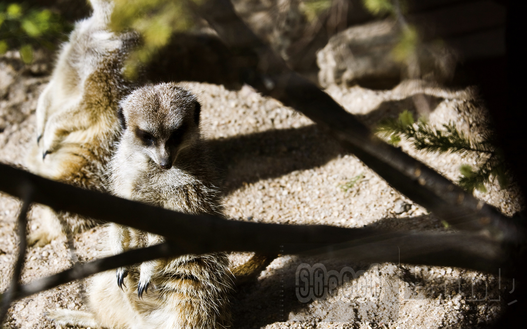 Wallpapers Animals Meerkats On guard