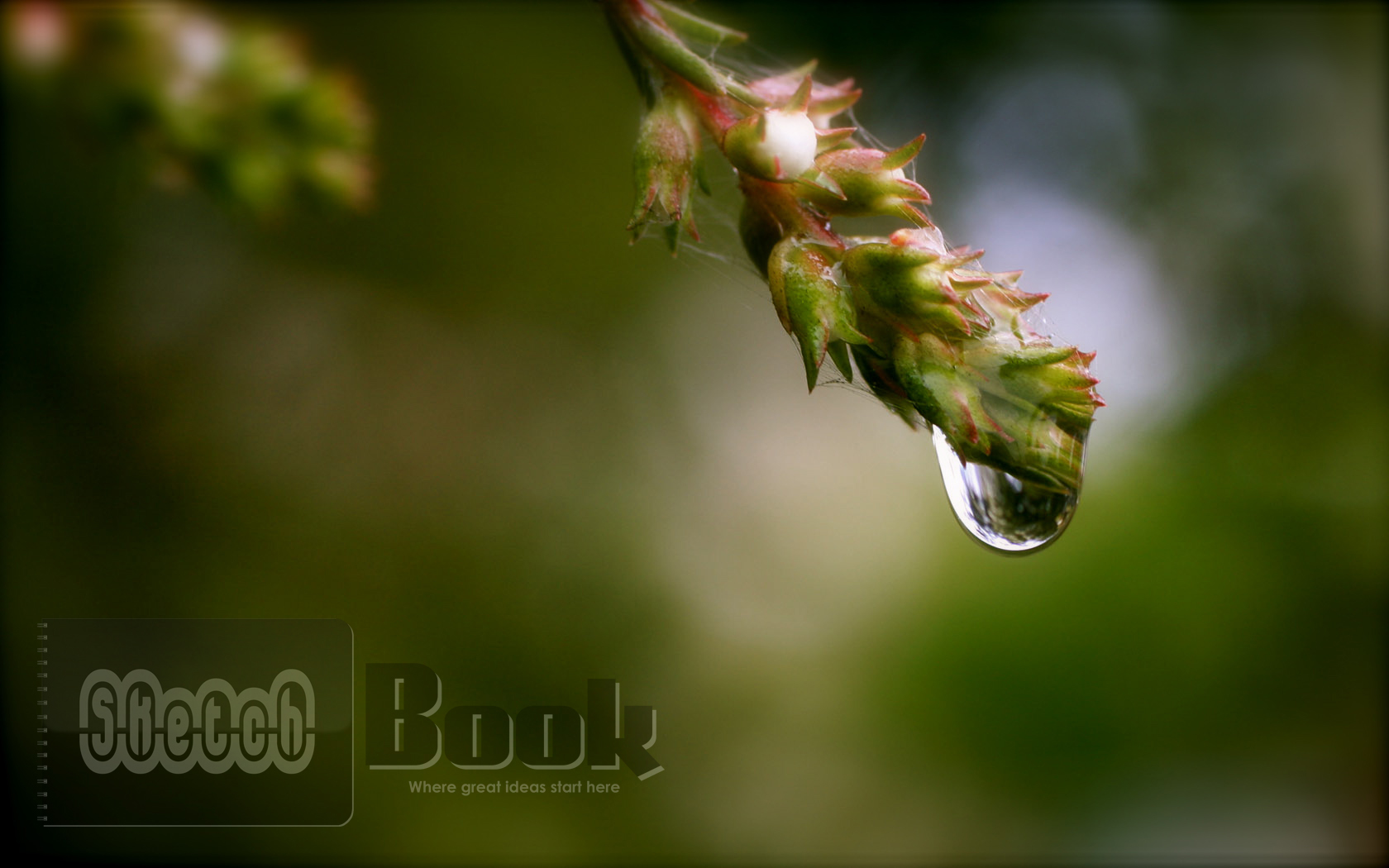 Fonds d'cran Nature Fleurs After rain