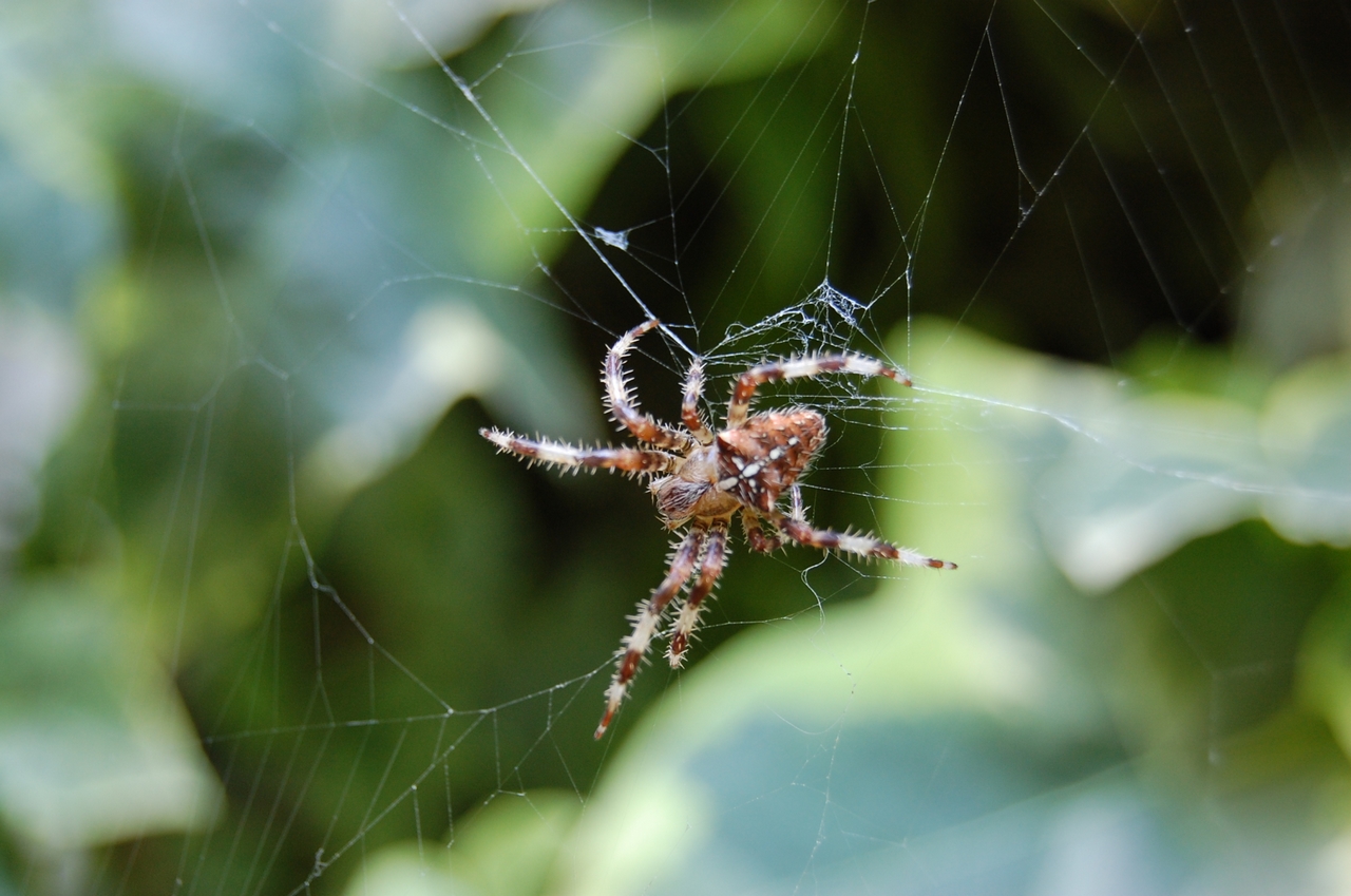 Fonds d'cran Animaux Araignes Araigne du Matin