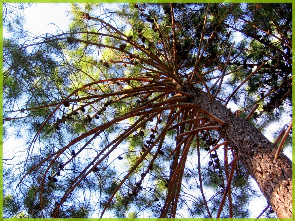 Wallpapers Nature Leaves - Foliage Pins de corse