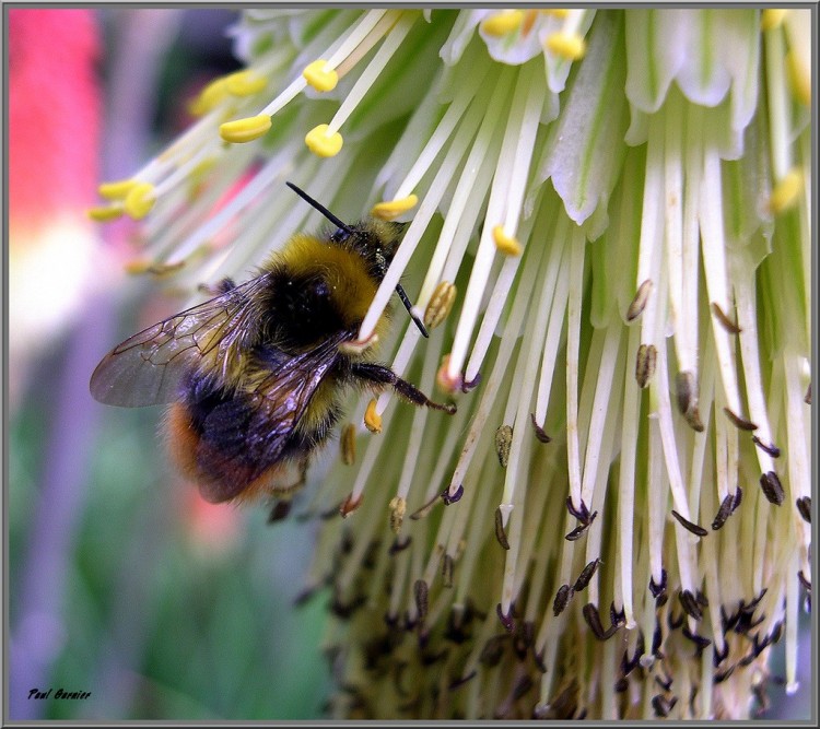 Fonds d'cran Nature Fleurs Le bourdon et la fleur.