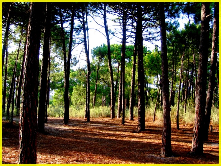 Fonds d'cran Nature Arbres - Forts corse