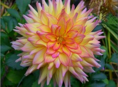 Fonds d'cran Nature Fleur de dahlia