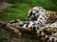 Wallpapers Animals Sleepy hunter