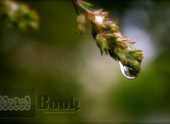 Wallpapers Nature After rain