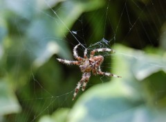 Fonds d'cran Animaux Araigne du Matin