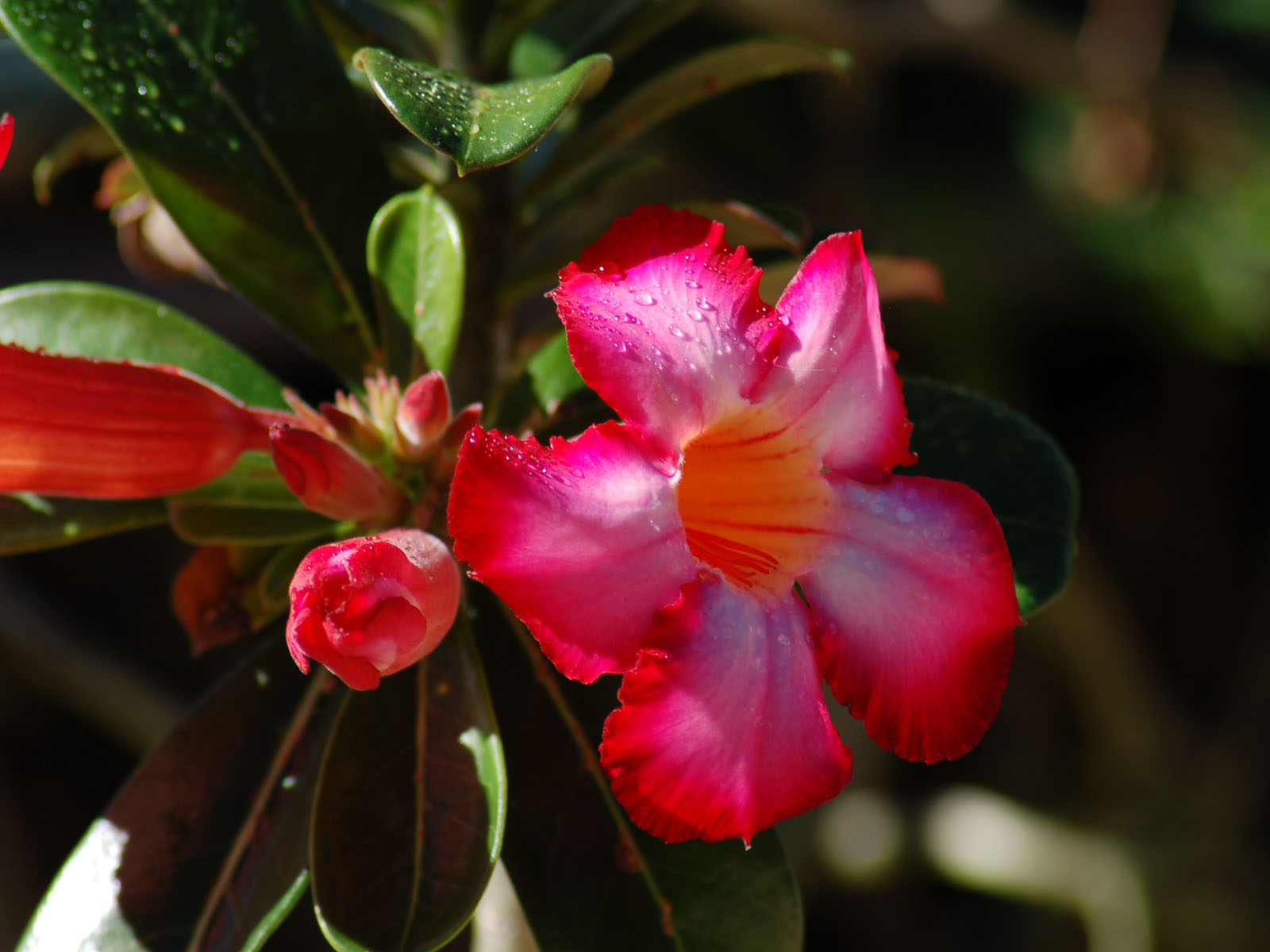 Fonds d'cran Nature Fleurs tipanier