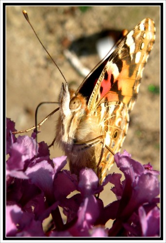 Wallpapers Animals Insects - Butterflies Papillon