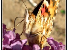 Fonds d'cran Animaux Papillon