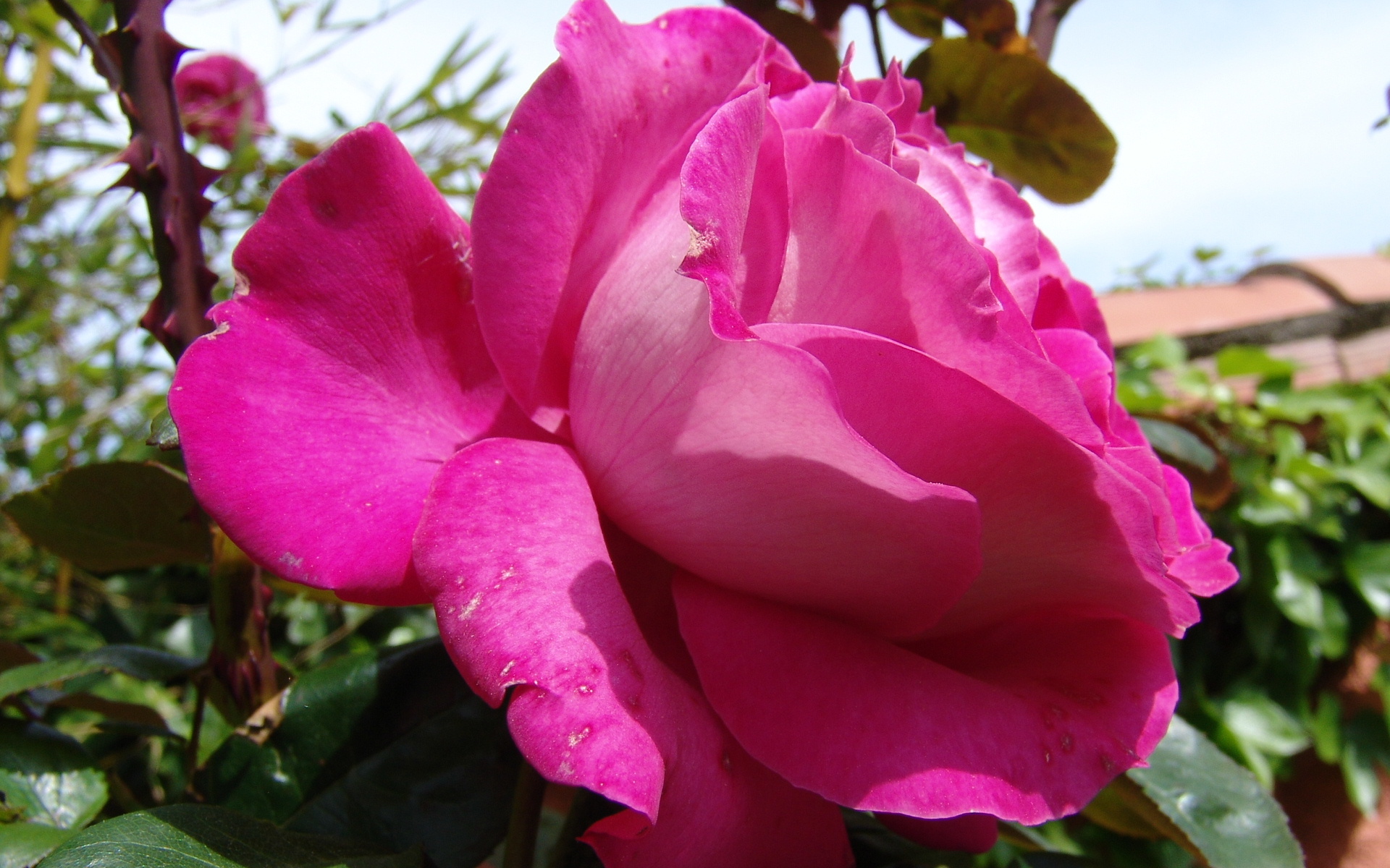 Wallpapers Nature Flowers Pink rose