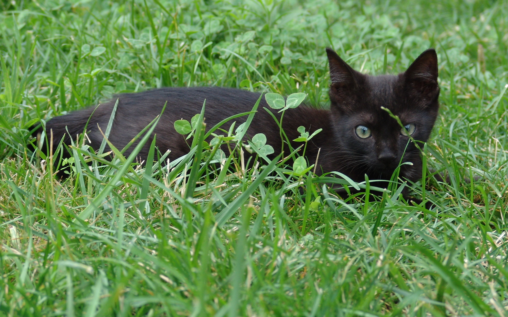 Fonds d'cran Animaux Chats - Chatons Black cat