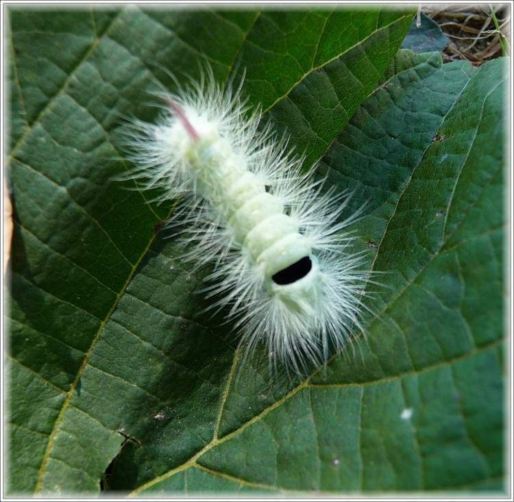 Fonds d'cran Animaux Insectes - Chenilles Zbulon