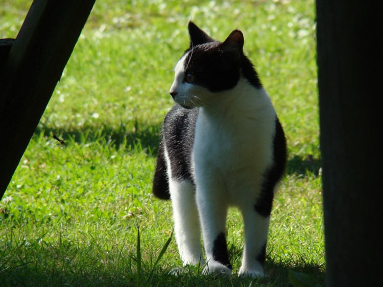 Fonds d'cran Animaux Chats - Chatons Chat_2