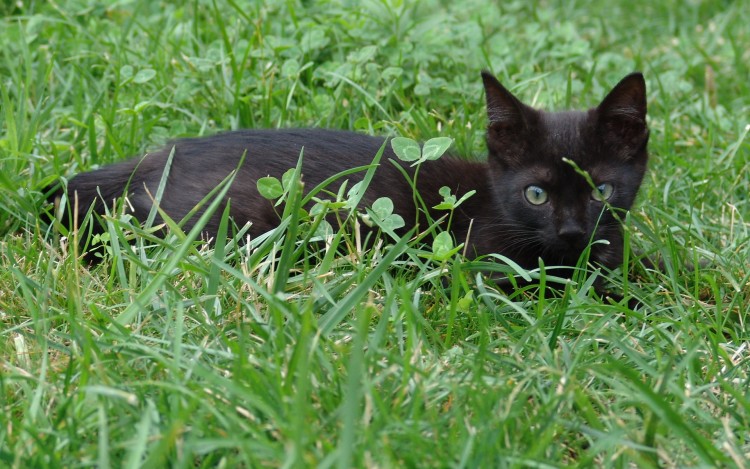 Fonds d'cran Animaux Chats - Chatons Black cat