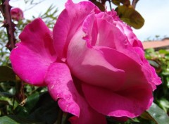 Wallpapers Nature Pink rose