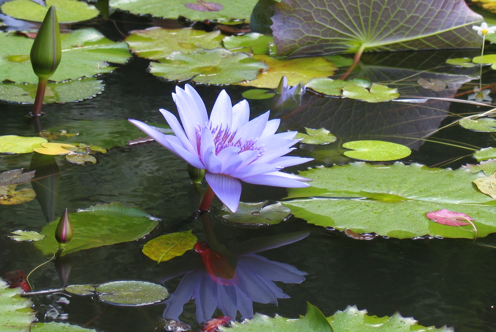 Wallpapers Nature Flowers lotus