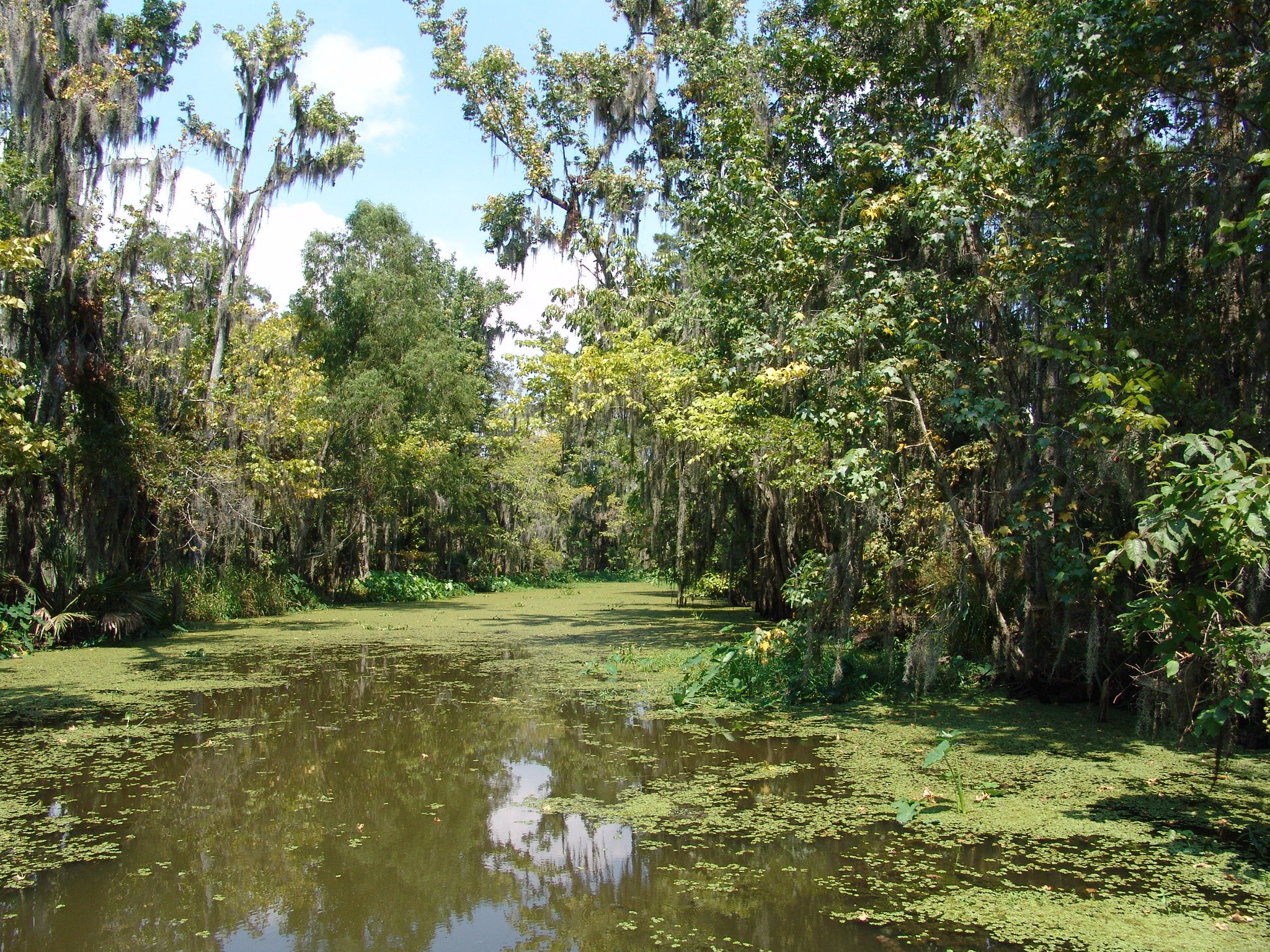 Fonds d'cran Nature Arbres - Forts Bayou