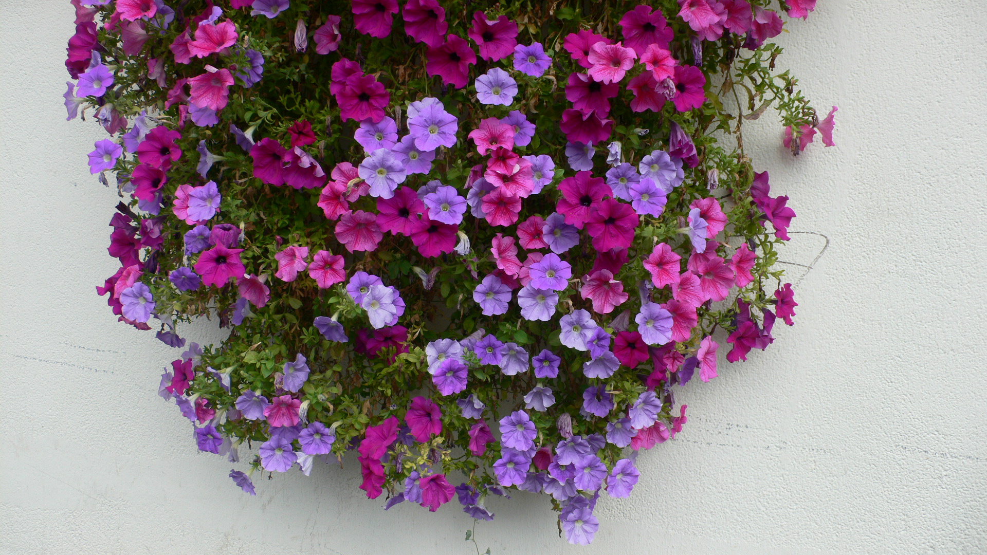 Fonds d'cran Nature Fleurs Tableau vivant de ptunias