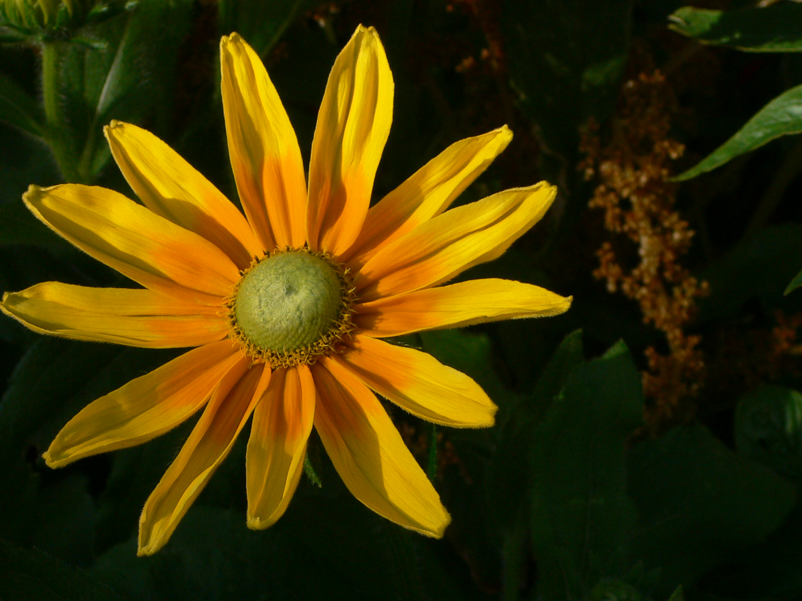 Fonds d'cran Nature Fleurs Soleil floral