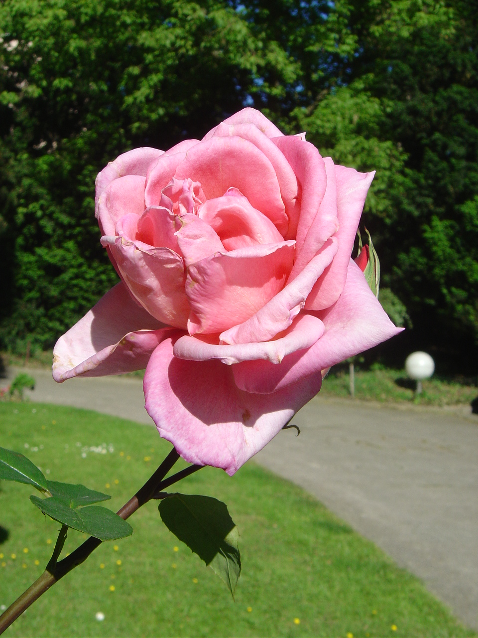 Fonds d'cran Nature Fleurs La reine des fleurs pose pour la photographe