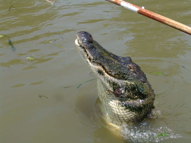 Fonds d'cran Animaux Crocodiles - Alligators - Camans Cheese again