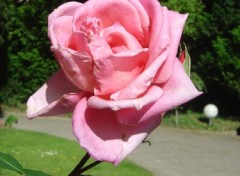 Fonds d'cran Nature La reine des fleurs pose pour la photographe