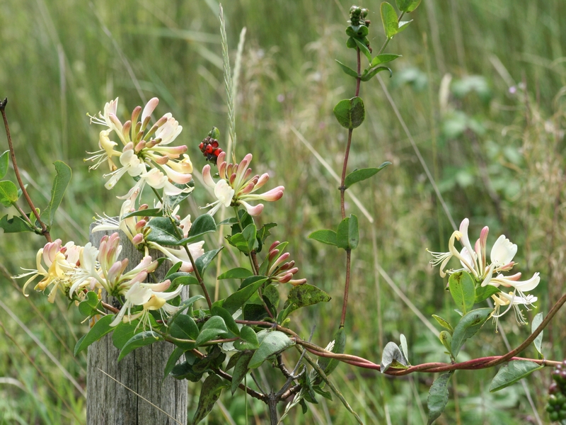 Fonds d'cran Nature Fleurs 