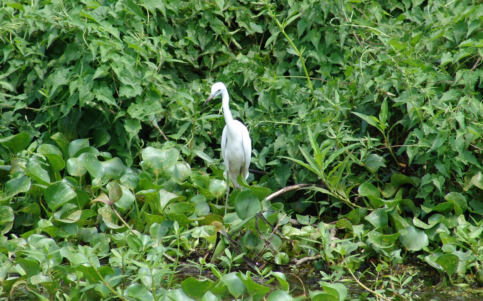 Fonds d'cran Animaux Oiseaux - Hrons Bayou de Lousiane 1