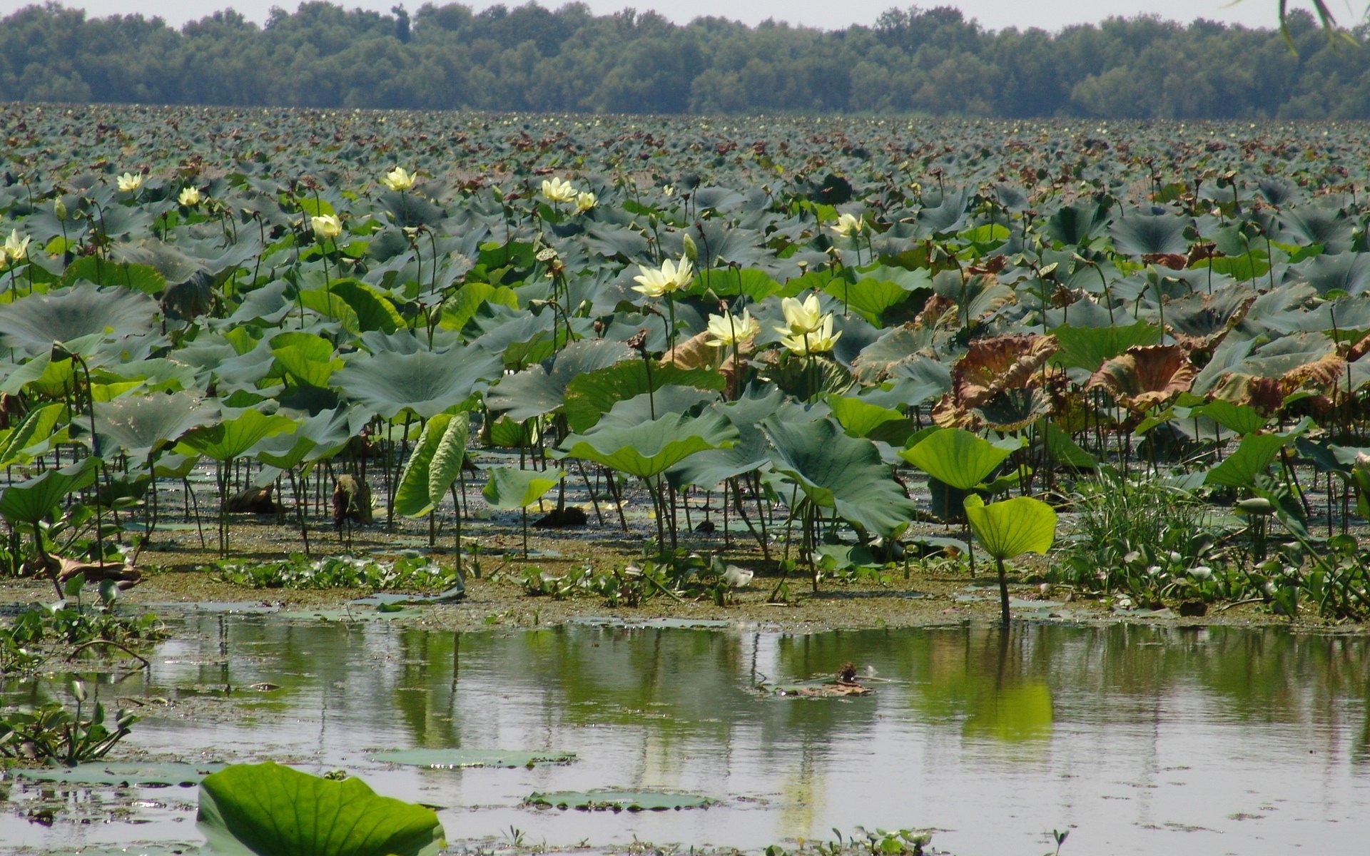 Fonds d'cran Voyages : Amrique du nord Etats-Unis Bayou de Lousiane 2