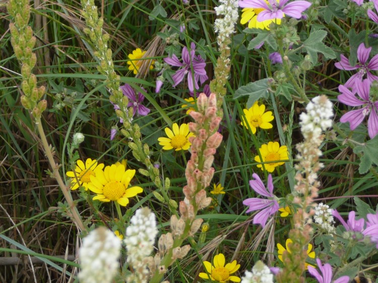 Fonds d'cran Nature Fleurs Enchantement champtre