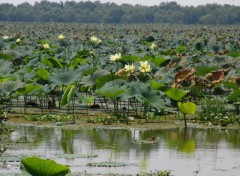 Fonds d'cran Voyages : Amrique du nord Bayou de Lousiane 2