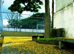 Wallpapers Nature Yellow Flowers Rain